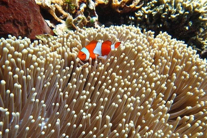 Snorkel Menjangan & Tabuhan: Full-Day Boat Trip from Banyuwangi to Pristine Reefs and White-Sand Beaches photo 6