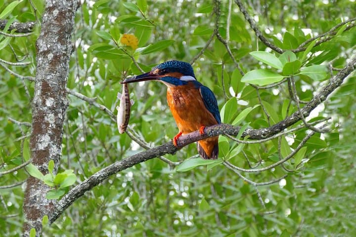 Langkawi Natasha Mangrove Tour: Snorkel, Eagle Watching & Karst Caves photo 2