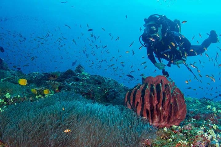 Try Scuba Diving in Havelock Island - Intro to PADI Discover Scuba Diving