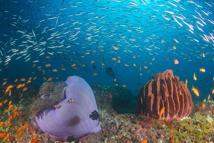 Try Scuba Diving in Havelock Island - Intro to PADI Discover Scuba Diving photo 3