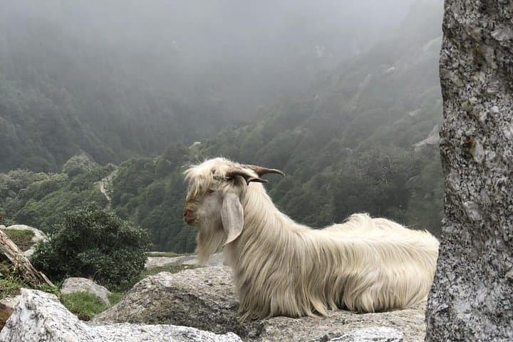 Triund Trek Guide: McLeod Ganj Overnight Hike & Camping in the Dhauladhar photo 3