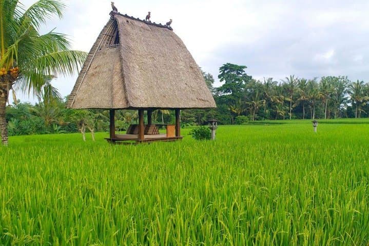 Ubud Private Day Tour: Monkey Forest, Rice Terraces & Sacred Springs photo 2