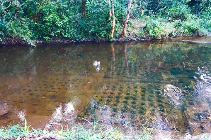 Phnom Kulen Private Day Tour: Waterfalls, Reclining Buddha & 1000 Lingas photo 6