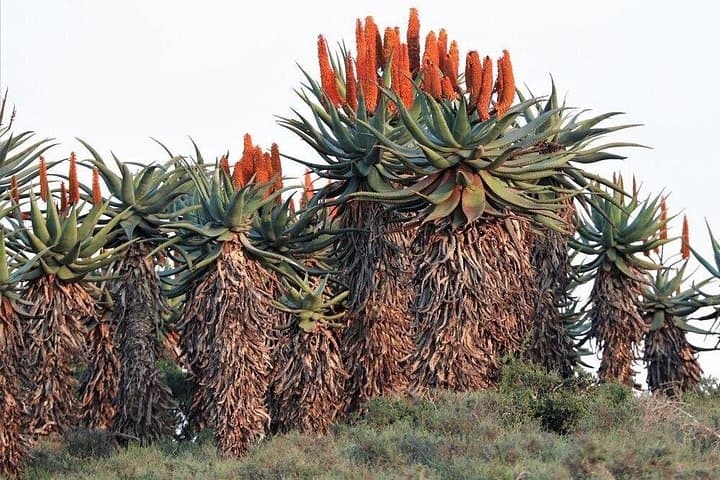 Eastern Cape Wild Aloe Tour from Port Elizabeth — Winter Aloe Bloom Safari photo 2