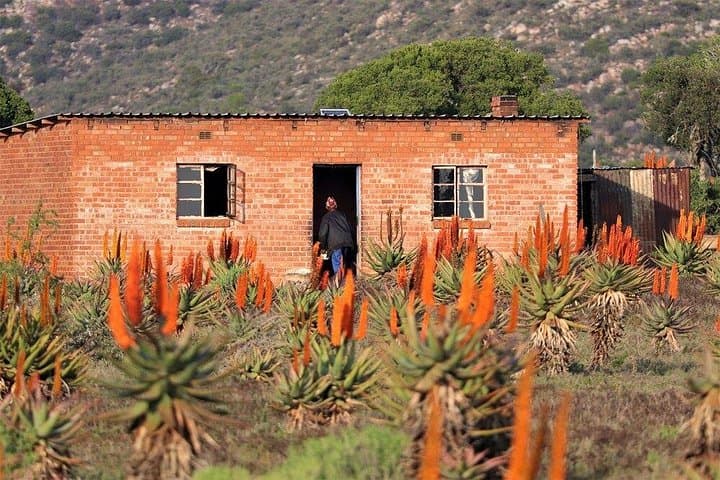 Eastern Cape Wild Aloe Tour from Port Elizabeth — Winter Aloe Bloom Safari photo 1