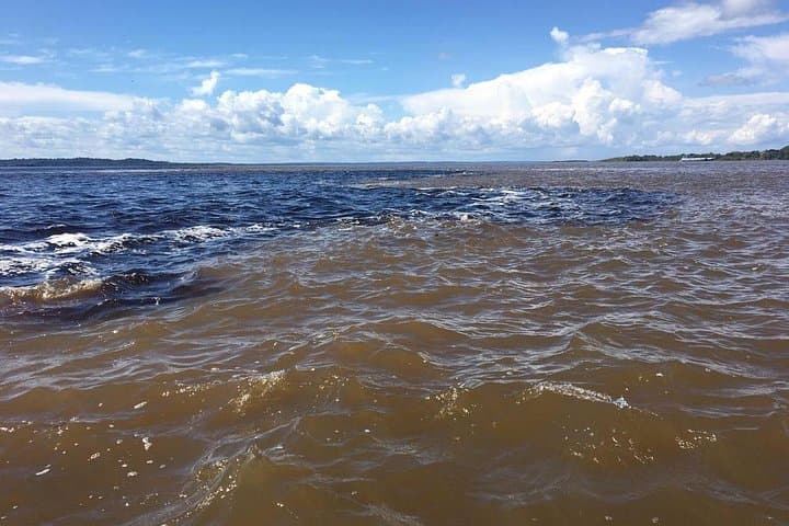Amazon Private Safari from Manaus — Swim with Pink Dolphins & See the Meeting of the Waters photo 4
