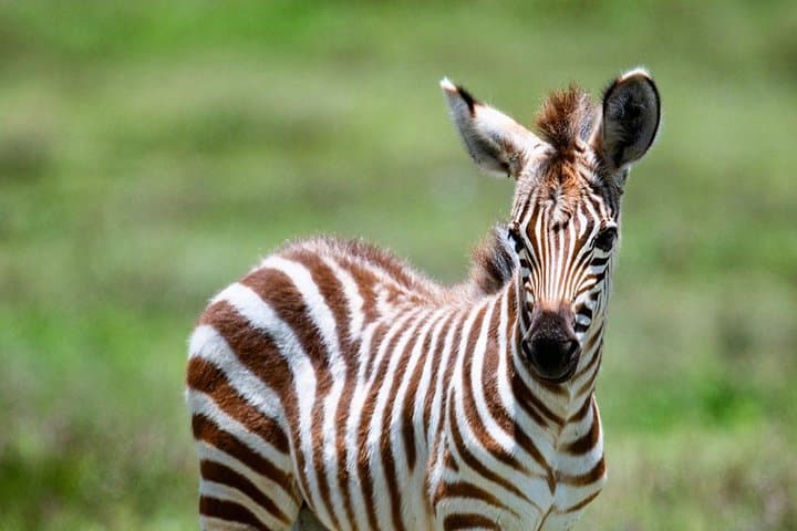 6-Day Lodge Safaris: Tarangire, Serengeti & Ngorongoro Wildlife Circuit photo 6