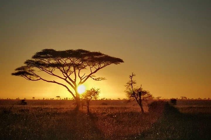 5-Day Lodge Safari from Arusha — Lake Manyara & Northern Tanzania Wildlife photo 2