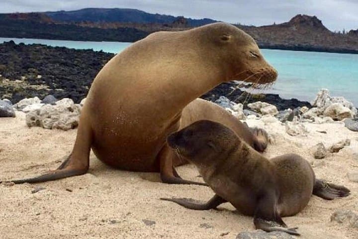 12-Day Ecuador & Galapagos Adventure: Andes Volcanoes, Cuenca Culture and Island Snorkeling photo 3