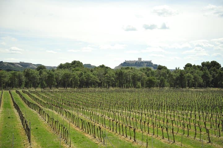 Day Trip to Ribera del Duero: Guided Wineries & Wine Tasting from Madrid photo 3