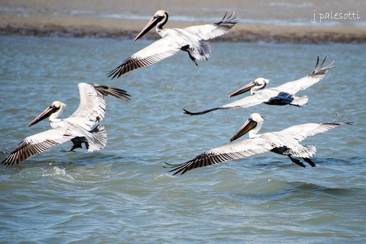 St. Augustine Dolphin Odyssey: 2-Hour Vilano Beach Sightseeing Cruise photo 2