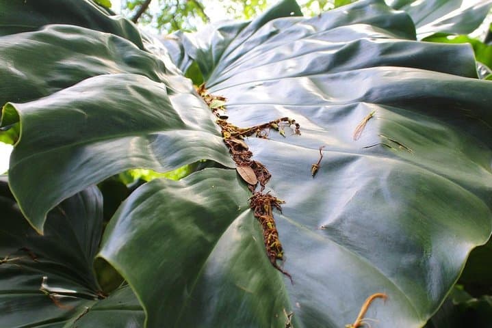 Wingfield Estate Rainforest Half-Day: Peter Manning Trail, Old Road (St Kitts) photo 2