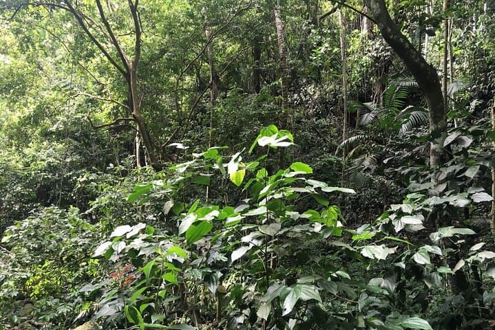 Wingfield Estate Rainforest Half-Day: Peter Manning Trail, Old Road (St Kitts) photo 3