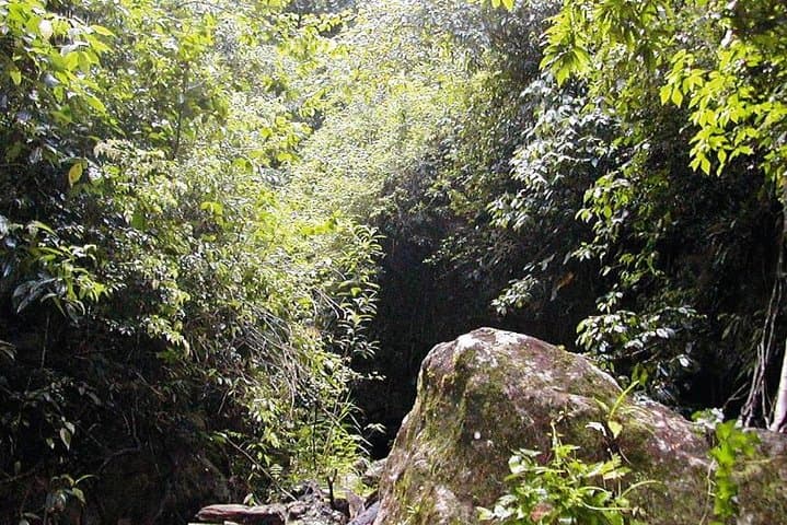 Wingfield Estate Rainforest Half-Day: Peter Manning Trail, Old Road (St Kitts) photo 6