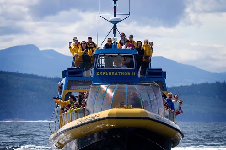 Whale Watching Tour from Vancouver: Orcas & Humpbacks in the Strait of Georgia photo 3