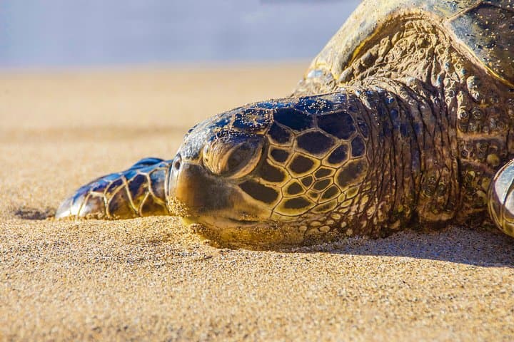Half-Day Maui Shore Excursion: Iao Valley, Tropical Plantation & Maui Ocean Center