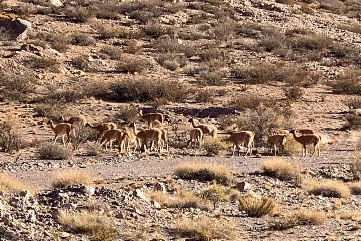 Andes Mountain Tour: Aconcagua Foothills & Puente del Inca Circuit photo 4