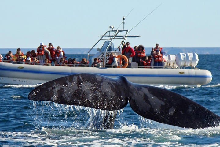 Peninsula de Valdes Whale and Sea Lion Watching from Puerto Madryn photo 1