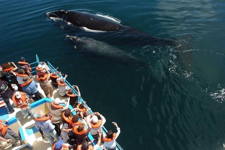 Peninsula de Valdes Whale and Sea Lion Watching from Puerto Madryn photo 4