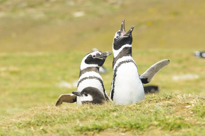 Strait of Magellan: Magdalena Island & Marta Wildlife Navigation from Punta Arenas photo 3