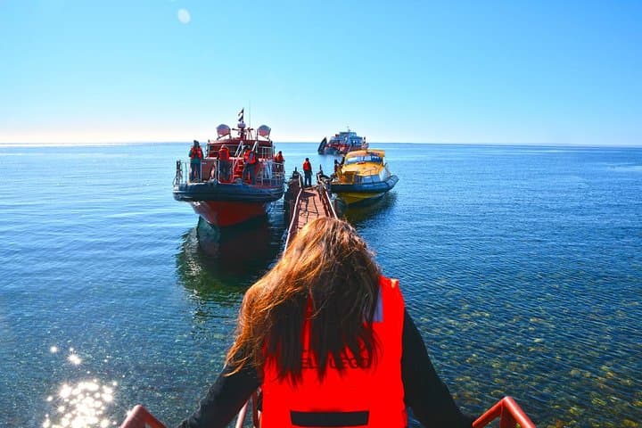 Strait of Magellan: Magdalena Island & Marta Wildlife Navigation from Punta Arenas photo 4