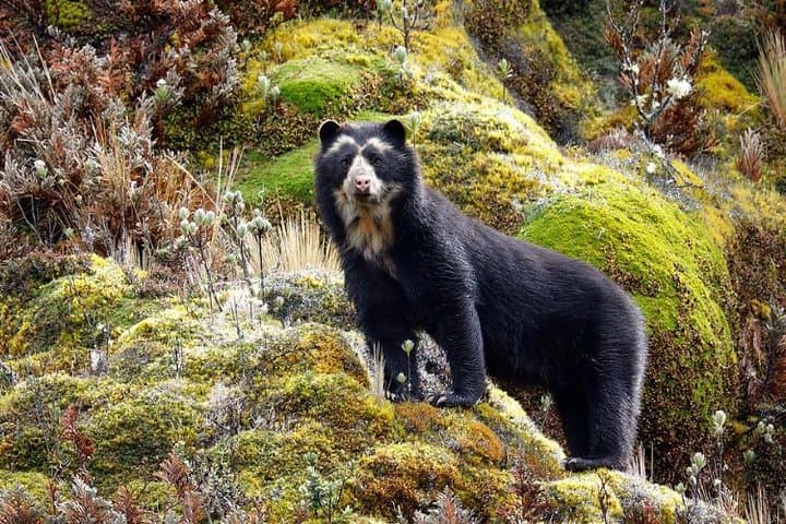Antisana Day Trip: Private Andean Condor & Glacier Lagoon Wildlife Tour from Quito photo 1