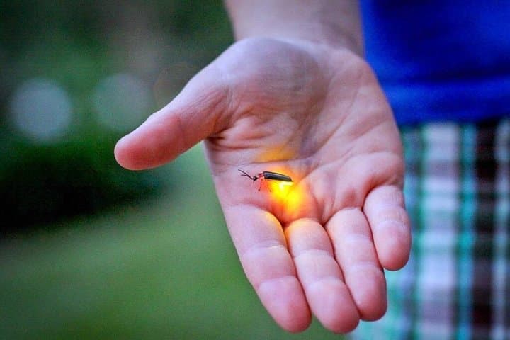 Kuala Selangor Firefly Boat Tour: Evening Wildlife Cruise with Seafood Dinner