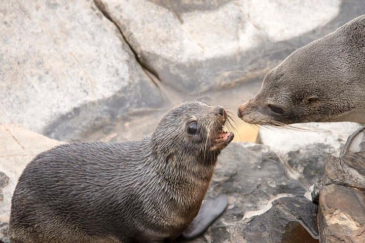 Flinders Chase Focus: Luxury Small-Group Kangaroo Island Day Tour photo 2