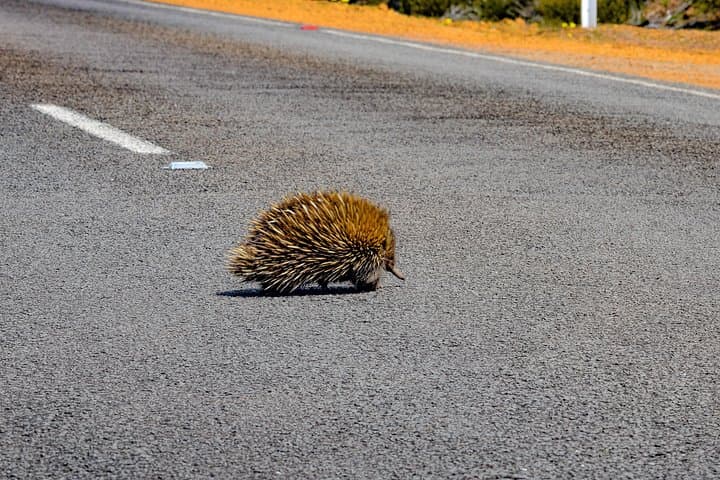 Flinders Chase Focus: Luxury Small-Group Kangaroo Island Day Tour photo 5
