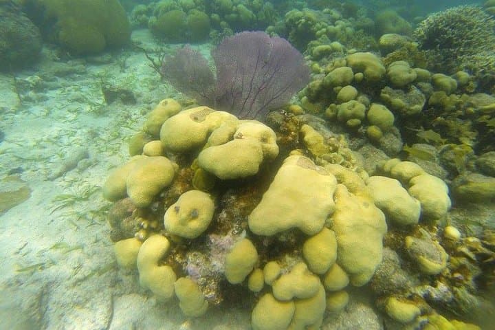Portobelo Snorkeling from Panama City — Caribbean Reefs & Spanish Forts photo 3