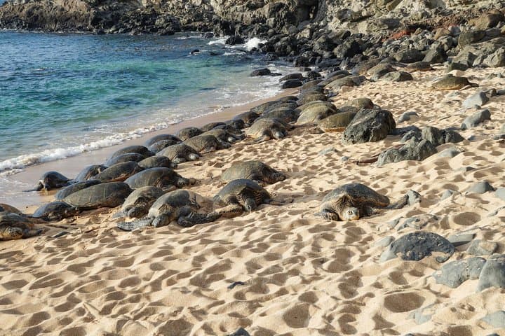 Half-Day Maui Shore Excursion: Iao Valley, Tropical Plantation & Maui Ocean Center photo 2