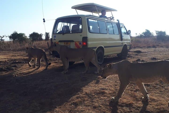 Nairobi National Park Afternoon Game Drive: 1pm–6pm Wildlife Safari photo 3