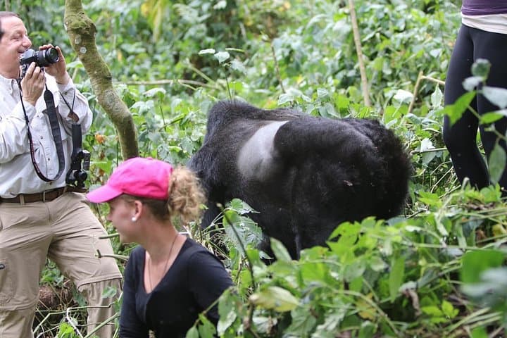 5-Day Gorilla and Wildlife Safari in Uganda: Bwindi, Bunyonyi & Queen Elizabeth photo 3