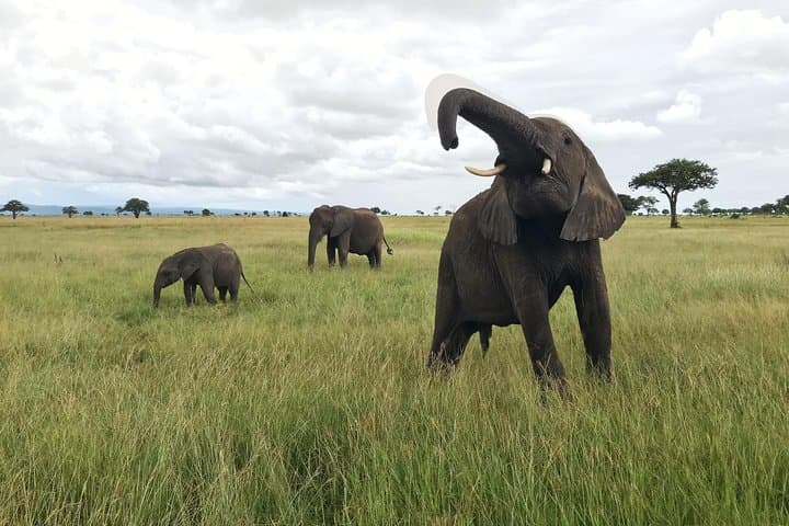 3-Day Mikumi Safari from Dar es Salaam — Game Drives, Hippo Pool & Mkata Floodplain