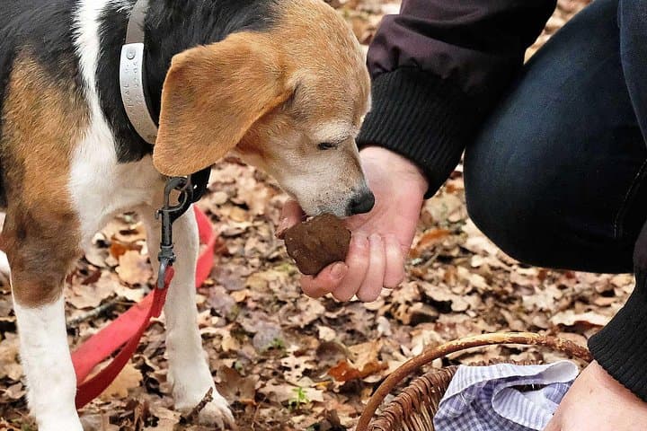 Truffle Hunting in Umbria: Day Trip with Lunch and Spello Guided Tour photo 1