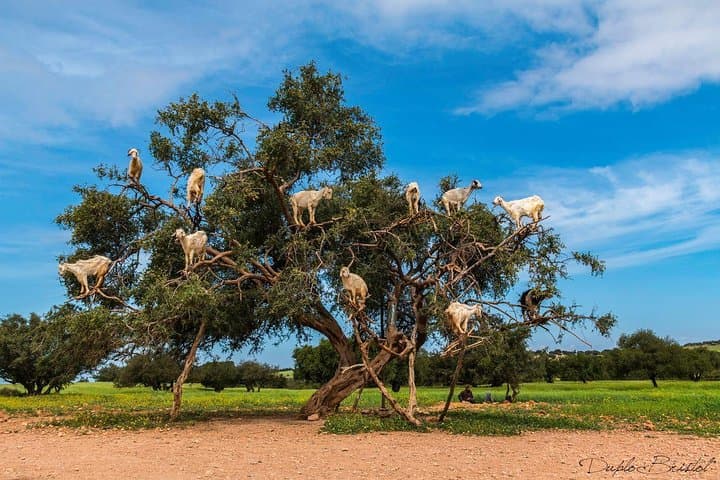 Essaouira Day Trip From Marrakech: Medina, Beaches & Argan Oil photo 4