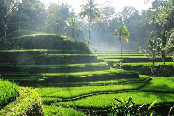 Ubud Waterfall Tour: Tegenungan, Tegalalang & Ubud Cultural Day Trip photo 3