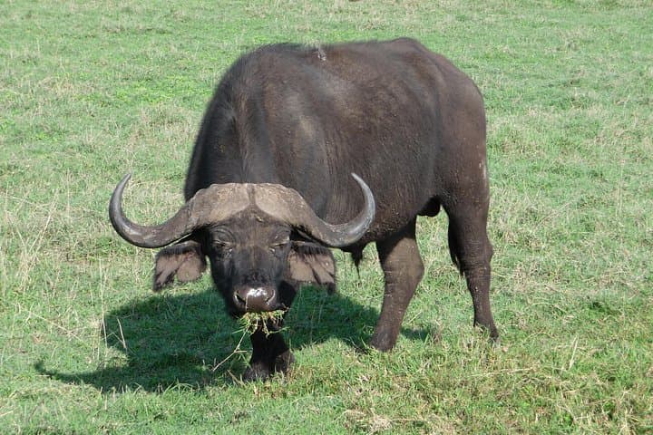 4-Day Camping Safari in the Serengeti — Big Five Adventure from Moshi photo 3