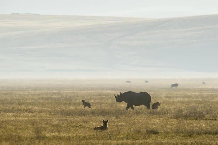 6-Day Lodge Safaris: Tarangire, Serengeti & Ngorongoro Wildlife Circuit photo 2