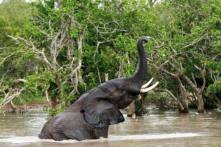4-Day Kruger National Park Safari & Panorama Route: Big Five, Blyde Canyon & Game Drives photo 3
