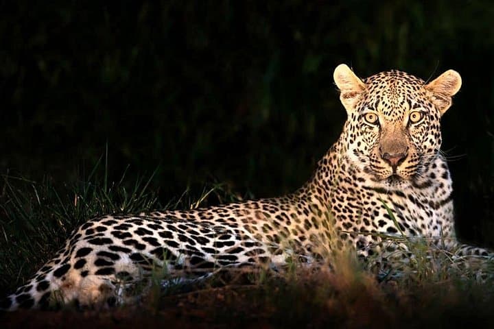 4-Day Kruger National Park Safari & Panorama Route: Big Five, Blyde Canyon & Game Drives photo 4