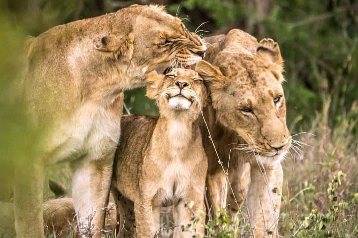 4-Day Kruger National Park Safari & Panorama Route: Big Five, Blyde Canyon & Game Drives photo 1