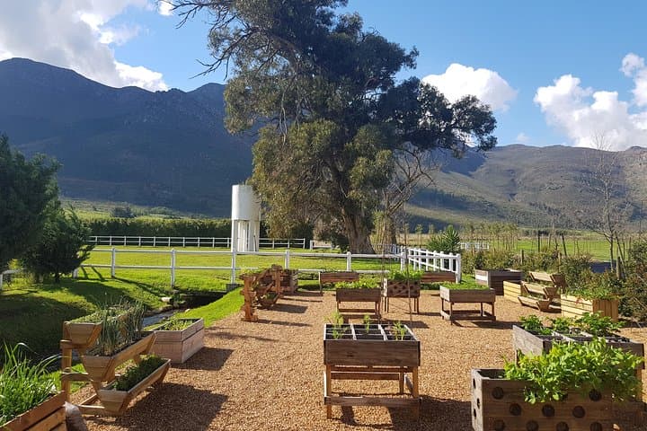 Private Cape Winelands Tour: Pinotage, Historic Estates & Tastings photo 2