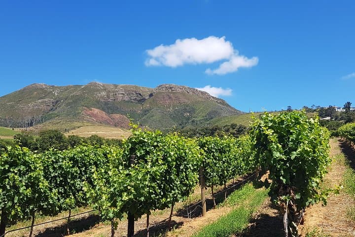 Private Cape Winelands Tour: Pinotage, Historic Estates & Tastings photo 5