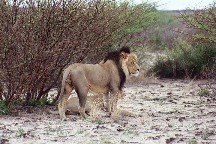 Half‑Day Chobe Game Drive — Kasane Safari for Elephants & River Views