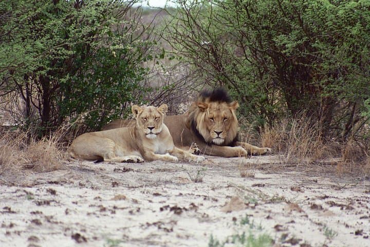 Half‑Day Chobe Game Drive — Kasane Safari for Elephants & River Views photo 2