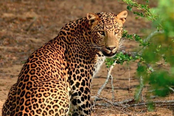 3-Day Adventure & Wildlife Tour in Sri Lanka: Rafting, Waterfall Abseiling & Yala Safari photo 4