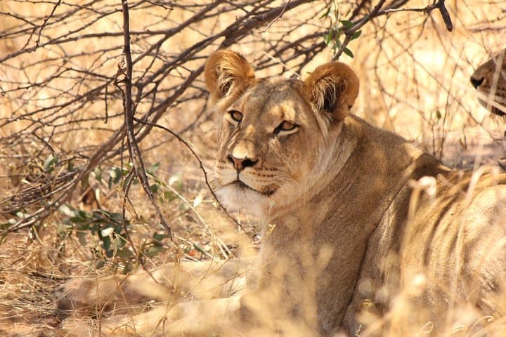 Half‑Day Chobe Game Drive — Kasane Safari for Elephants & River Views photo 3