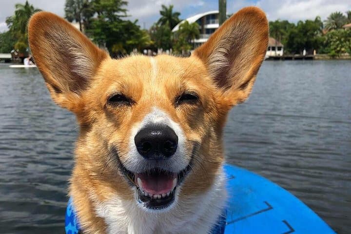 SUP PUP Paddleboard Tour — Paddle the Las Olas Canals with a Corgi Guide photo 5
