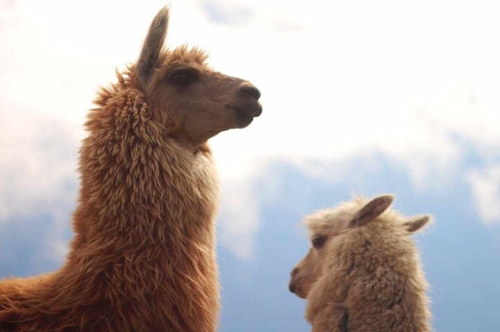 6-Day Ecuador Andes to Amazon Adventure: Quilotoa, Chimborazo & Napo River photo 6